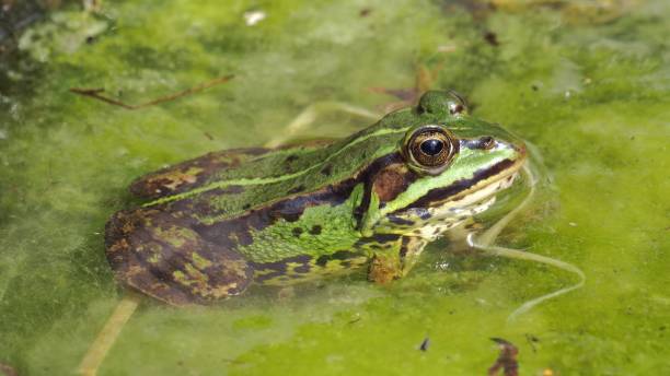 istock Wild Green Frog In Pond Close Up 1701913265