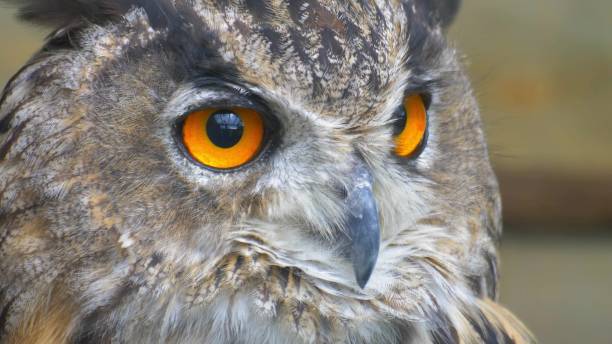 istock Owl Looking Around with Big Orange Eyes Close Up 1701913301