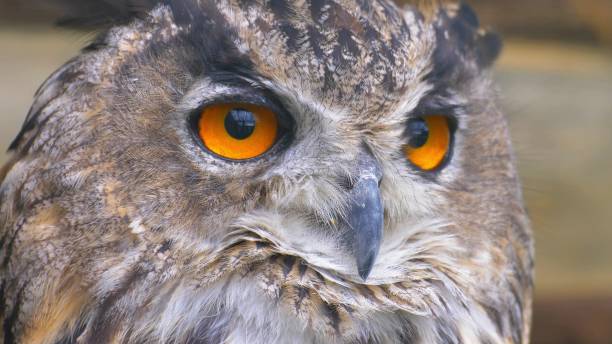 istock Owl Looking Around with Big Orange Eyes Close Up 1701913306