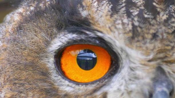 istock Owl Looking Around with Big Orange Eyes Close Up 1701913317