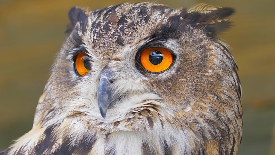 Owl Looking Around with Big Orange Eyes Close Up