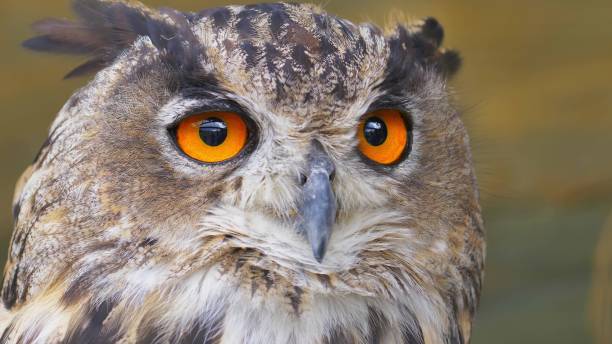 istock Owl Looking Around with Big Orange Eyes Close Up 1701913320