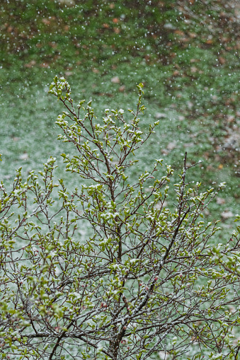 Snow in spring. Snowflakes delicately fall on tree branches adorned with green leaves. Ever-changing and unpredictable nature of the seasons. Selective focus.