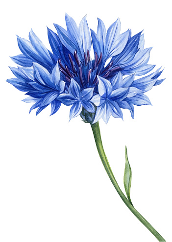 Flower, grass and bud hand painted, Cornflower wildflowers Watercolor isolated on white background. Set of blue floral . High quality illustration