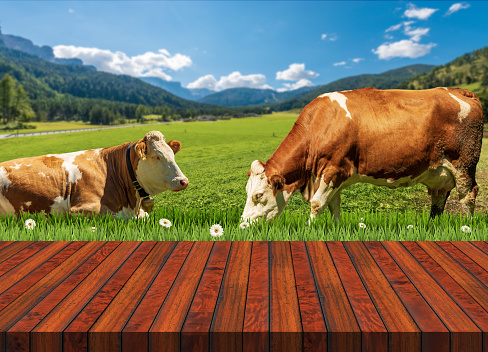 Close-up of an empty wooden table and two brown and white dairy cows on a mountain green pasture with daisy flowers, against a blue sky with clouds. European Alps. Template for dairy products.