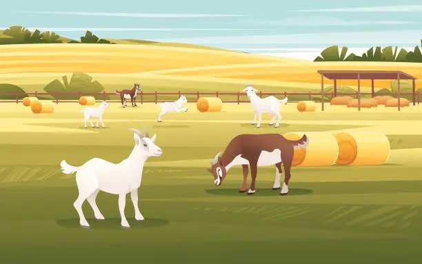 Vector illustration of Rural landscape with hay bales and goats animal sunny day agriculture farm field vector countryside background illustration