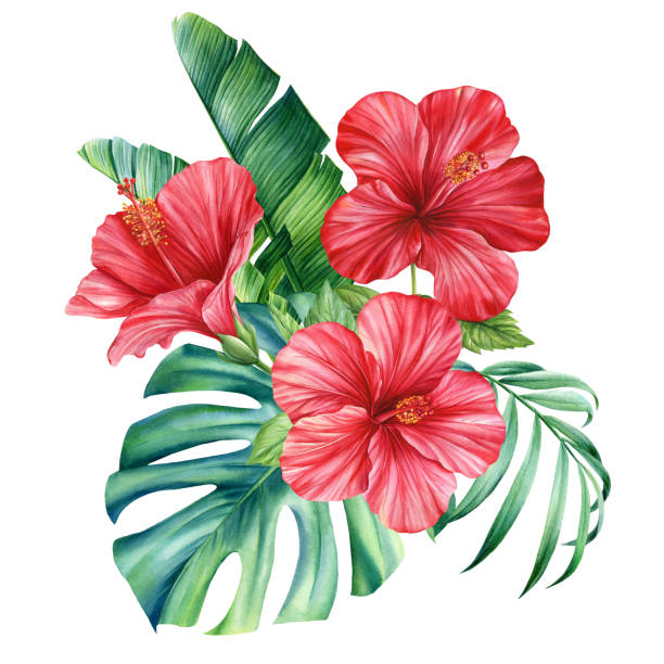 illustrations, cliparts, dessins animés et icônes de feuilles de palmier tropical et fleurs d’hibiscus rouges. aquarelle feuille tropicale, illustration florale, composition exotique - on branch