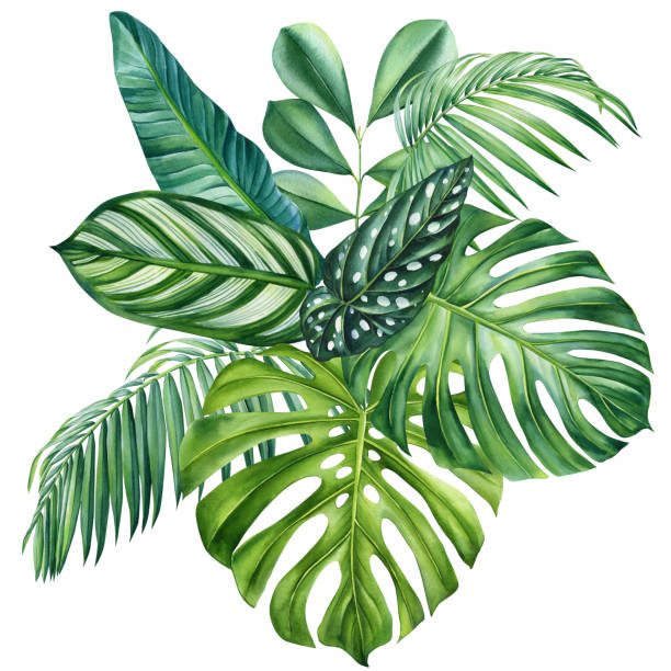 ilustrações de stock, clip art, desenhos animados e ícones de tropical palm leaves. watercolor tropical green leaf, floral set  illustration, exotic composition - palm leaf branch leaf palm tree