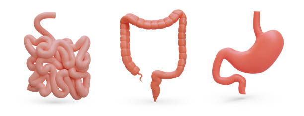 Set of realistic organs of gastrointestinal tract. Human digestive system Set of realistic organs of gastrointestinal tract. Human digestive system. 3G stomach, small intestine, large intestine. Color isolated vector illustration with shadows blood and guts stock illustrations