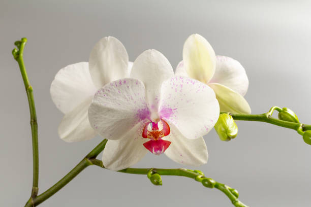 istock Buds of white orchid on a gray background. 1701930043