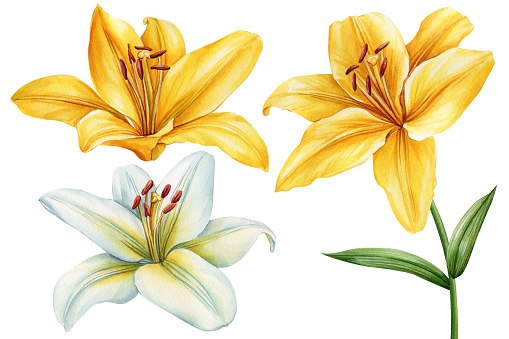 Colorful lilies, set flowers on an isolated white background, watercolor botanical painting illustration. Greeting card. High quality illustration