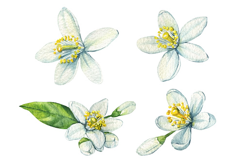 Watercolor citrus flowers on white background, Watercolor botanical painting . High quality illustration