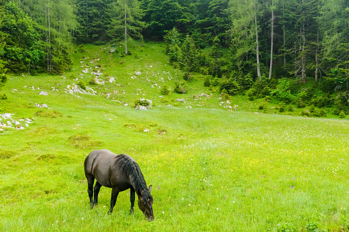 black horse standing on a fresh green meadow near hills with pine trees in the nature