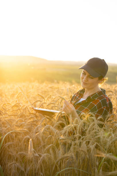istock Woman farmer working with laptop on wheat field 1701947795