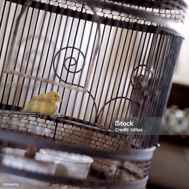 Foto de Canárias Pássaro Em Uma Gaiola e mais fotos de stock de Adulto - Adulto, Beleza, Canário