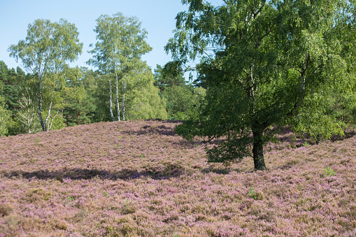 Fields o flowering heather on the outskirt of Hamburg, Germany. High quality photo