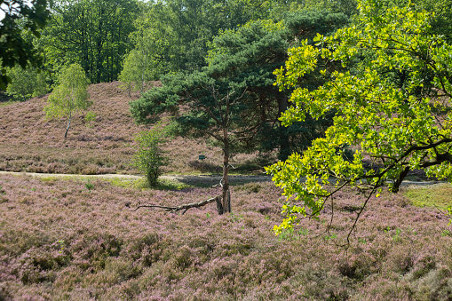 Fields o flowering heather, oaks und pines in the sunlight on the outskirt of Hamburg, Germany. High quality photo