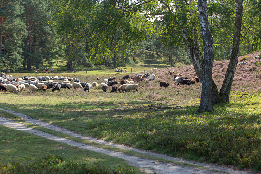 Sheep and goats grazing on heather fields on the outskirt of Hamburg, Germany. High quality photo