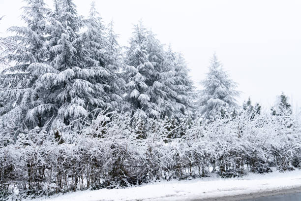 Free Stock Photo of Snow Covered Road Surrounded by Trees and Bushes ...