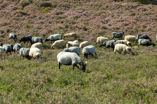 Sheep and goats grazing on heather fields on the outskirt of Hamburg, Germany. High quality photo