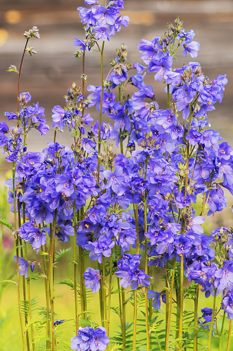 Perennial ornamental tall flowering plant Blue cyanosis in a summer garden flowerbed.