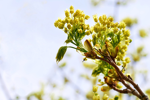 Spring tree blooming