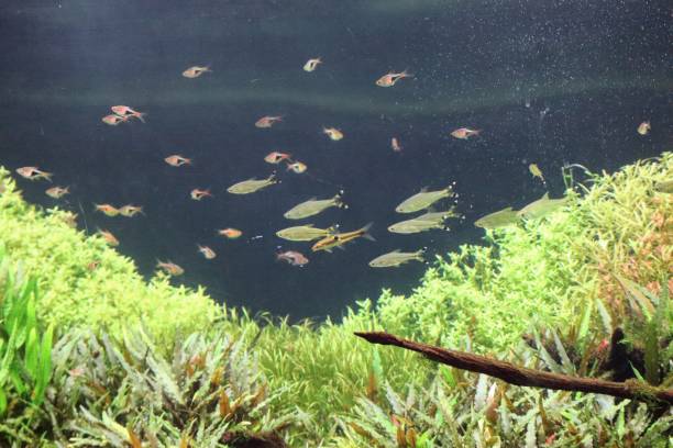 istock Fish scenery in the aquarium 1701963160