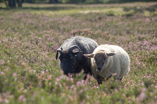 Sheep and goats grazing on heather fields on the outskirt of Hamburg, Germany. High quality photo