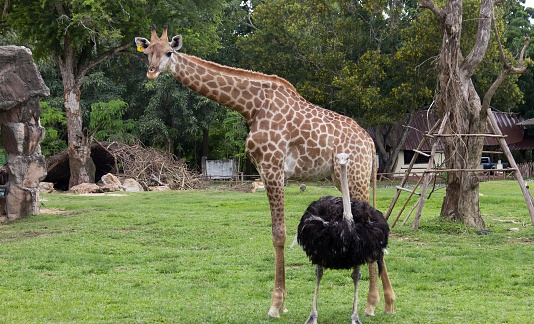 a photography of a giraffe and an ostrich in a field, there is a giraffe and an ostrich in a field.