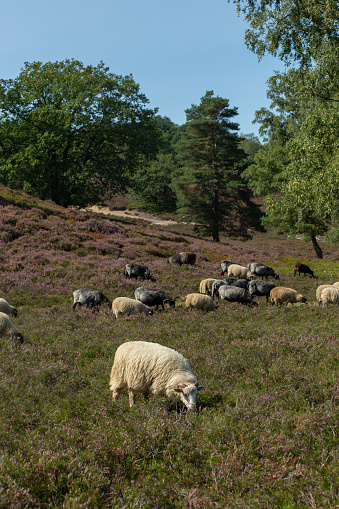 Sheep and goats grazing on heather fields on the outskirt of Hamburg, Germany. High quality photo