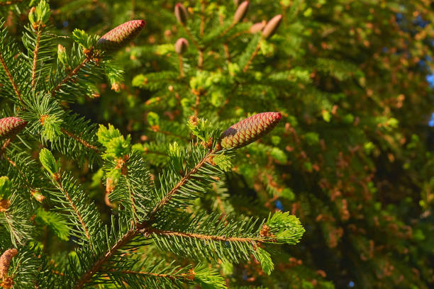 istock Blooming young pine tree with delicate buds of cones 1701966004