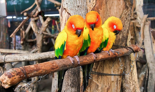 a photography of a group of birds sitting on a branch, three colorful birds perched on a branch in a zoo.