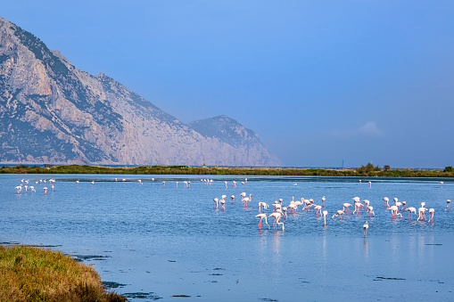 Flamingos in the Pond of Porto Taverna