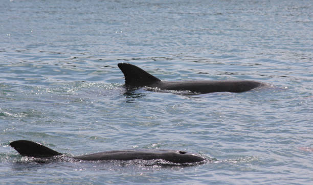 istock a dolphin ia an marine animal 1701968326