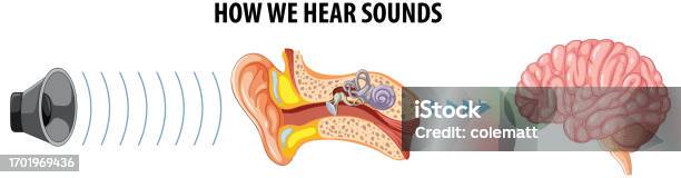 Auditive Learning The Human Hearing System From Ear To Brain Stock Illustration ...