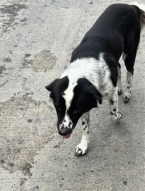 a photography of a dog walking on a road with its tongue out, there is a black and white dog walking on the street.