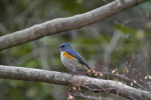 Eastern Bluebird perched on branch. Out of focus greenery in background.  Room for text.  