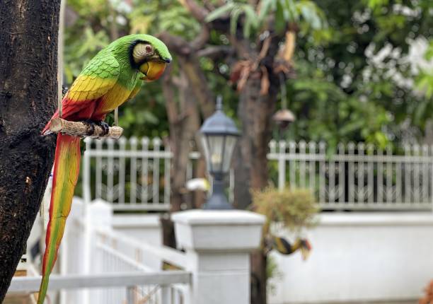 istock a photography of a parrot perched on a tree branch in a park. 1701980888