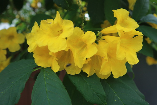Closeup of yellow elder flowers