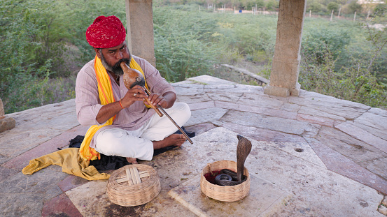 Indian snake charmer and dancing cobra in Jaipur. Jaipur is known as the Pink City, because of the color of the stone exclusively used for the construction of all the structures.