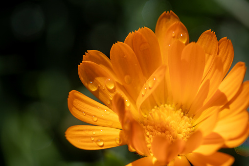 An orange Californian poppy after a rain shower.