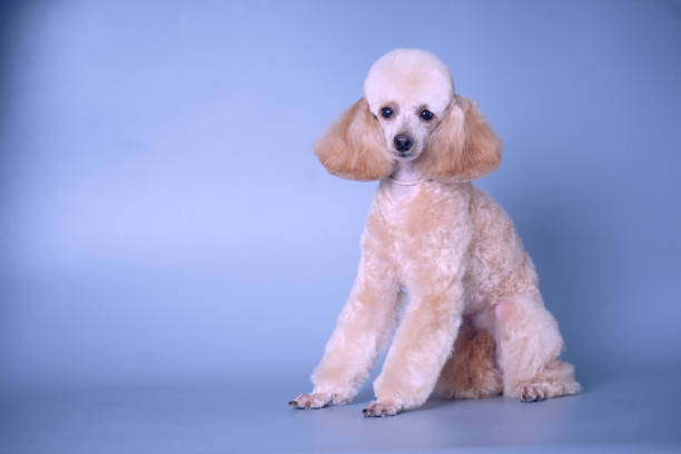 istock A young poodle with beautiful forms after grooming on a blue background 1701992816