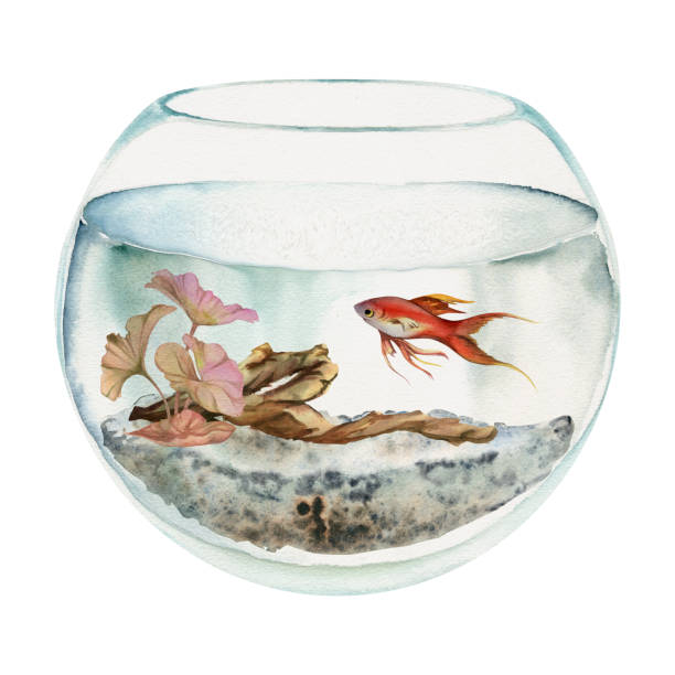 istock Hand drawn watercolor aquarium fish, algae, bog wood in round fishbowl. Marine exotic underwater illustration. Isolated on white background. Design for shops, brochure, print, card, wall art, textile. 1702003007