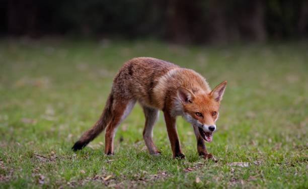 istock Red fox in a peaceful grassy landscape. 1702003064