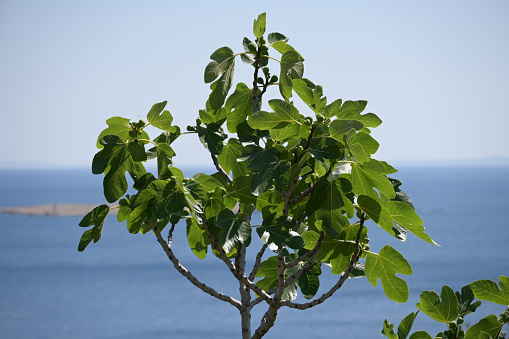 The top of the fig tree near the seaside