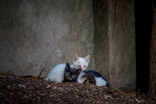 Three small cats laying on each other