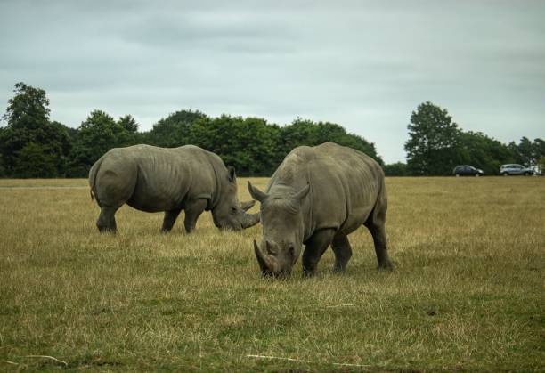 dwa nosorożce chodzące w środowisku zewnętrznym z drzewami i krzewami. - rhinoceros savannah outdoors animals in the wild zdjęcia i obrazy z banku zdjęć