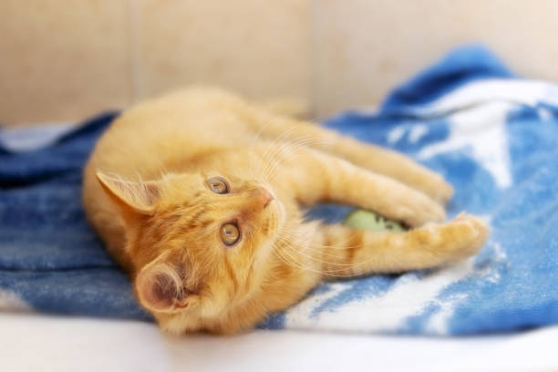 istock Portrait of Playful Ginger cat looking up 1702041137