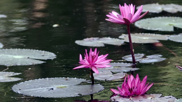 Three red water lilies in a pond. Close-up scene