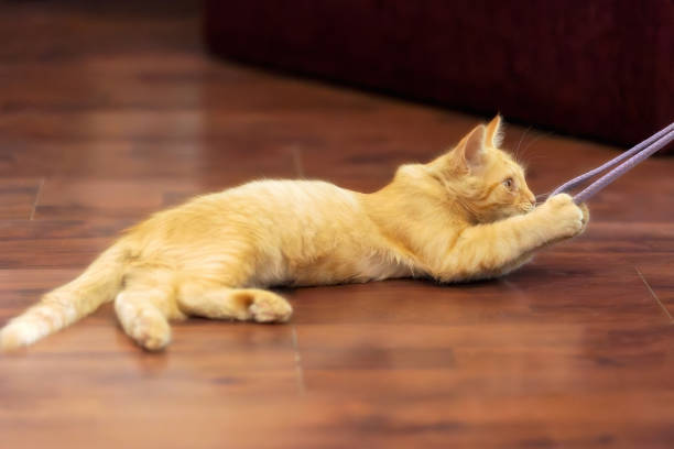 istock Portrait of Playful Ginger cat lying, play time 1702042821